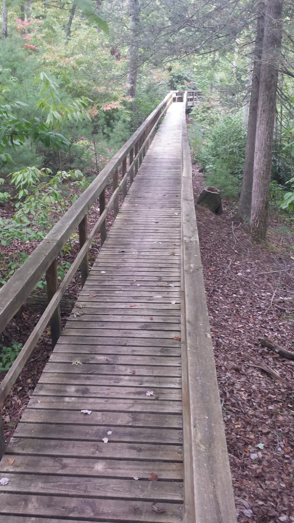 Long wood walkway with handrails built through the woods in Basile